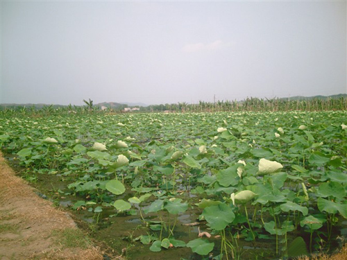 蓮藕防滲膜生產(chǎn)廠家